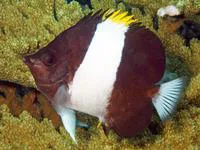 Brown-and-white butterflyfish (Hemitaurichthys zoster)