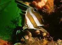 Brown-banded butterflyfish (Roa modesta)