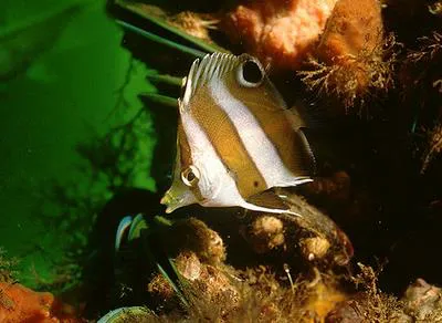 Brown-banded butterflyfish (Roa modesta)