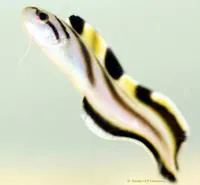 Brown-banded cusk-eel (Sirembo jerdoni)