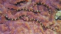 Brown-banded pipefish (Corythoichthys amplexus)