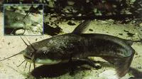 Brown bullhead (Ameiurus nebulosus)