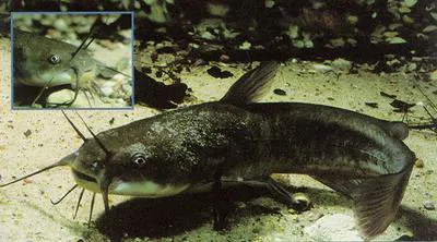 Brown bullhead (Ameiurus nebulosus)