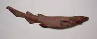 Brown catshark (Apristurus brunneus)
