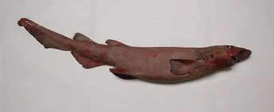 Brown catshark (Apristurus brunneus)