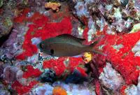 Brown chromis (Chromis multilineata)
