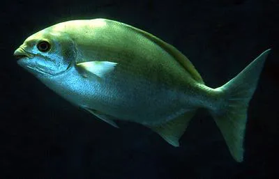 Brown chub (Kyphosus bigibbus)