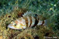 Brown comber (Serranus hepatus)