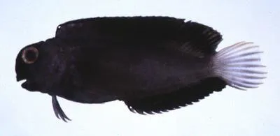 Brown coral blenny (Atrosalarias holomelas)