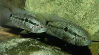 Brown coscarob (Cichlasoma taenia)