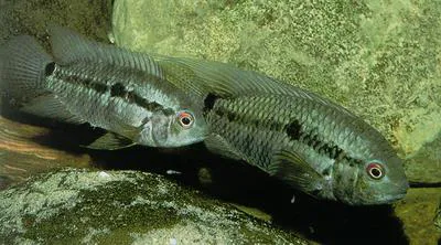 Brown coscarob (Cichlasoma taenia)