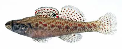 Brown darter (Etheostoma edwini)