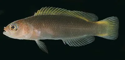 Brown dottyback (Pseudochromis fuscus)