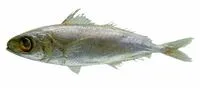 Brown driftfish (Ariomma melanum)