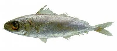 Brown driftfish (Ariomma melanum)