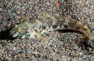Brown drombus (Drombus triangularis)