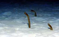 Brown garden eel (Heteroconger longissimus)