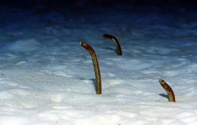 Brown garden eel (Heteroconger longissimus)