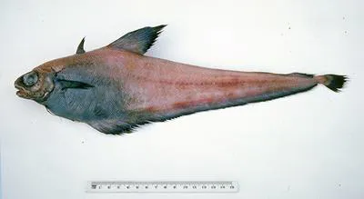 Brown grenadier cod (Tripterophycis svetovidovi)