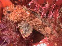 Brown Irish lord (Hemilepidotus spinosus)