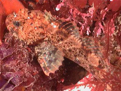 Brown Irish lord (Hemilepidotus spinosus)
