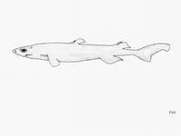 Brown lanternshark (Etmopterus unicolor)