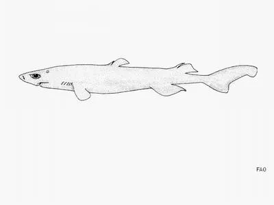 Brown lanternshark (Etmopterus unicolor)