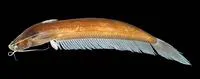 Brown leaf catfish (Silurichthys ligneolus)