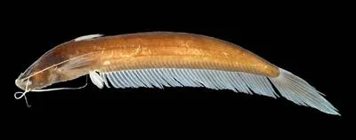 Brown leaf catfish (Silurichthys ligneolus)