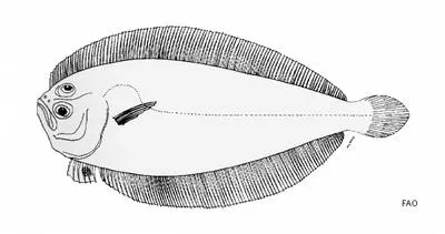 Brown lefteye flounder (Arnoglossus brunneus)