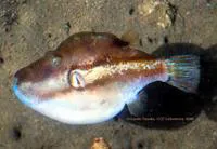 Brown-lined puffer (Canthigaster rivulata)