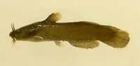 Brown madtom (Noturus phaeus)