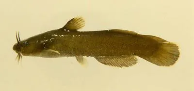 Brown madtom (Noturus phaeus)