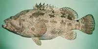 Brown-marbled grouper (Epinephelus fuscoguttatus)