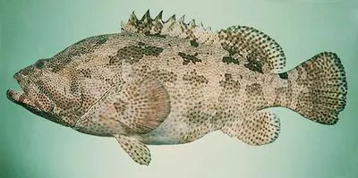 Brown-marbled grouper (Epinephelus fuscoguttatus)