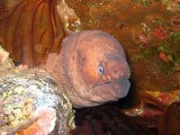 Brown moray (Gymnothorax unicolor)