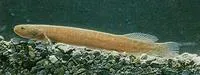 Brown mudfish (Neochanna apoda)