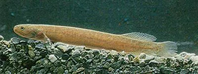 Brown mudfish (Neochanna apoda)