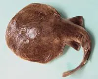 Brown numbfish (Narcine brunnea)