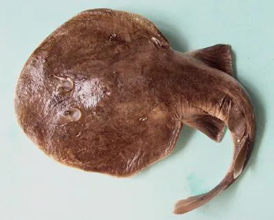 Brown numbfish (Narcine brunnea)