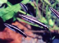 Brown pencilfish (Nannostomus eques)