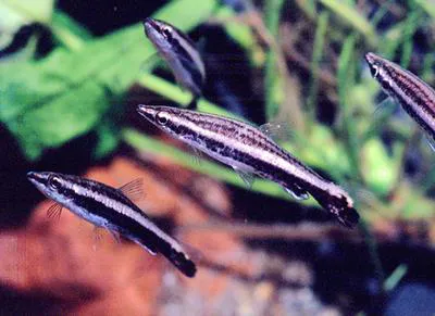 Brown pencilfish (Nannostomus eques)