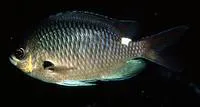 Brown puller (Chromis hypsilepis)