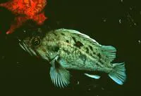 Brown rockfish (Sebastes auriculatus)