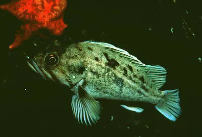 Brown rockfish (Sebastes auriculatus)