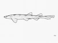 Brown shyshark (Haploblepharus fuscus)