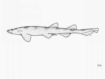 Brown shyshark (Haploblepharus fuscus)