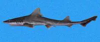 Brown smooth-hound (Mustelus henlei)