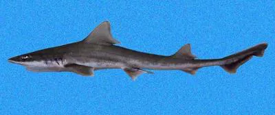Brown smooth-hound (Mustelus henlei)