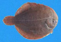 Brown sole (Achirus klunzingeri)